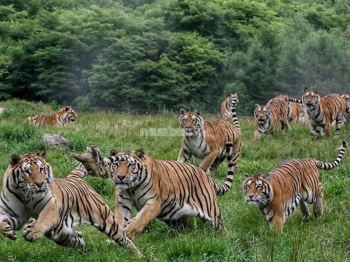 Mơ thấy cả một bầy cọp