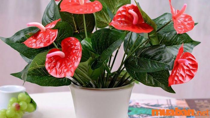 Hoa Tiểu Hồng Môn với sắc hồng và đỏ là sự lựa chọn tuyệt vời cho người mệnh Thổ