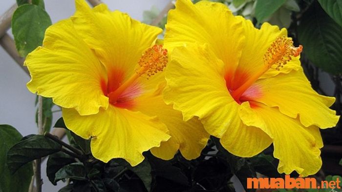 Hoa Dâm Bụt vàng với màu sắc rực rỡ sẽ giúp thu hút tài lộc cho người mệnh Thổ