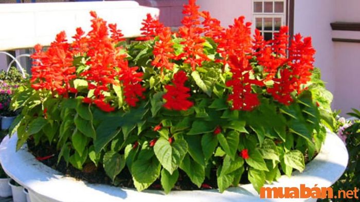 Hoa xác pháo mang ý nghĩa về may mắn và công danh, rất hợp với người mệnh Thổ
