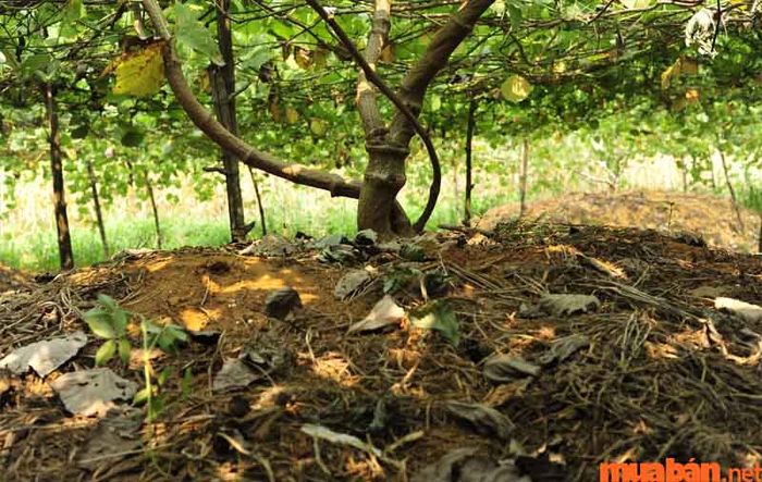 Mối quan hệ nhị hình giữa Tý và Mão là gì