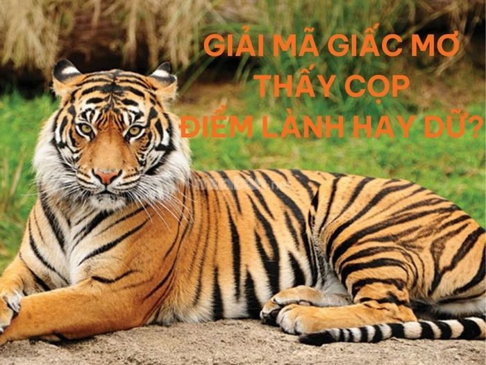 Mơ thấy cọp: Điềm lành hay điềm xấu?