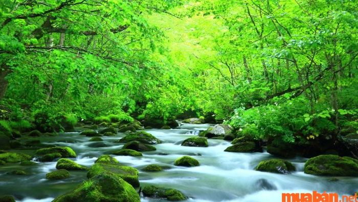 Ngoài ra, Tuyền Trung Thủy còn kỵ Thiên Hà Thủy và tương khắc Bạch Lạp Kim