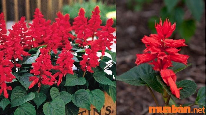 Mệnh Thổ hợp với loài hoa nào?