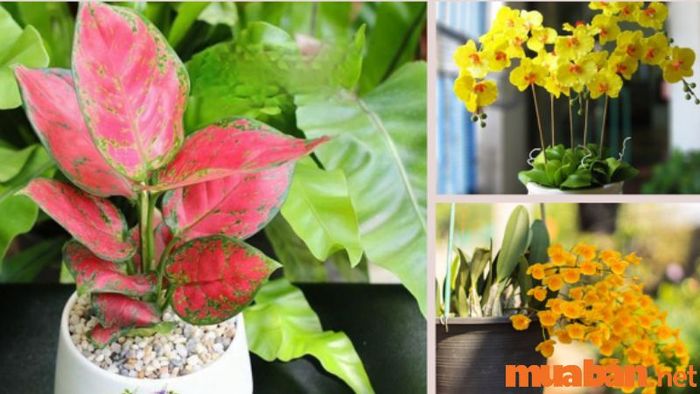 Top 9 loài hoa mang lại tài lộc và may mắn cho người mệnh Thổ