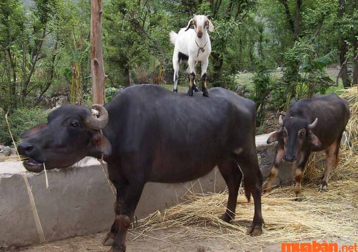 Người tuổi Mùi và Sửu không nên lựa chọn kết hôn hay hợp tác làm ăn cùng nhau, vì dễ gặp phải xung đột và khó duy trì hòa hợp.