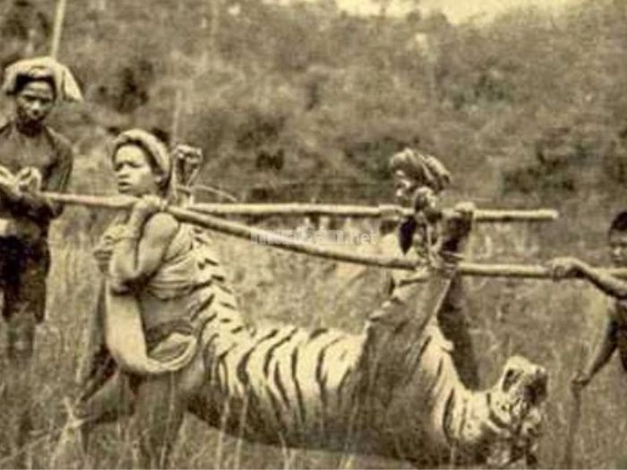 Mơ thấy mình giết cọp