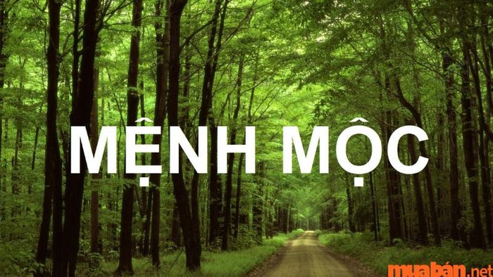 Tuyền Trung Thủy hợp mệnh Mộc