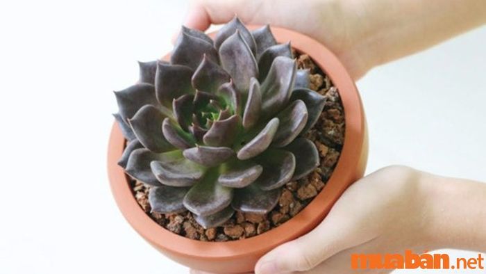 Hoa Sen Đá nâu là lựa chọn hoàn hảo cho người mệnh Thổ