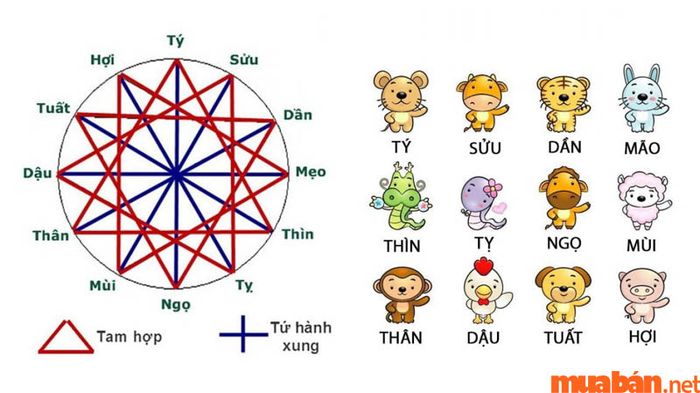 Tứ hành xung gồm những nhóm tuổi có bản tính hoàn toàn đối lập nhau, gây ra xung đột và mâu thuẫn khi kết hợp.
