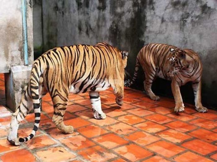 Mơ thấy hổ vào nhà