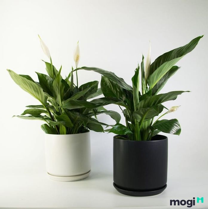 Cây lan ý giúp điều hòa trường khí, tăng khả năng hấp thu và làm dịu năng lượng xung khắc, mang lại sự thư thái, bình an cho gia chủ.