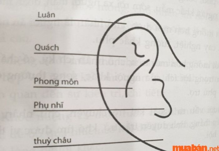 Tướng tai hình quạt