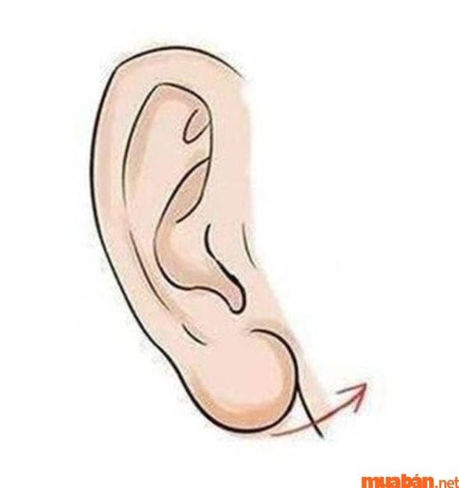 Tướng tai không có quách