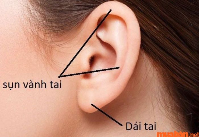 Vành tai