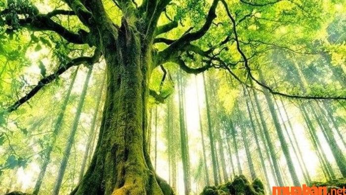 Đại Lâm Mộc kết hợp với mệnh Sơn Hạ Hỏa mang lại sự thịnh vượng và ổn định.