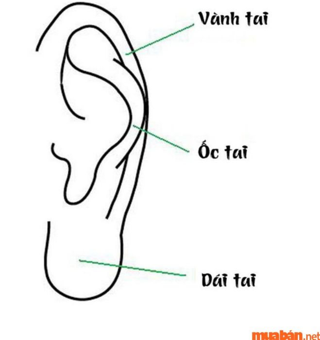 Tướng tai lật