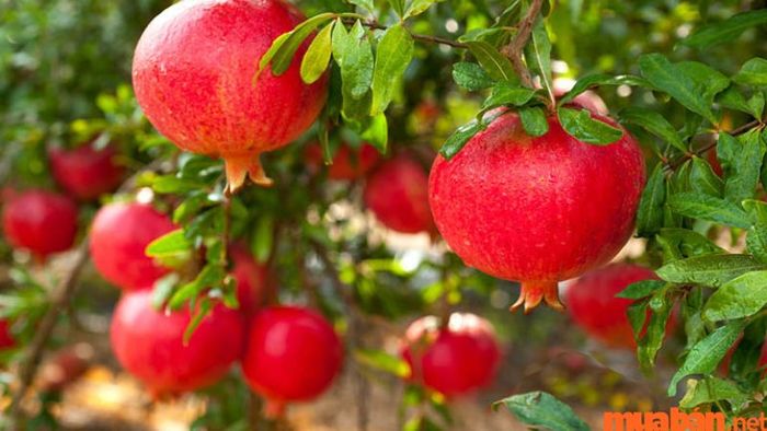 Kết hợp với Thạch Lựu Mộc sẽ mang đến nhiều niềm vui và thành công rực rỡ.