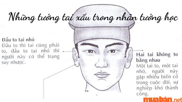 Các tướng tai xấu trong nhân tướng học
