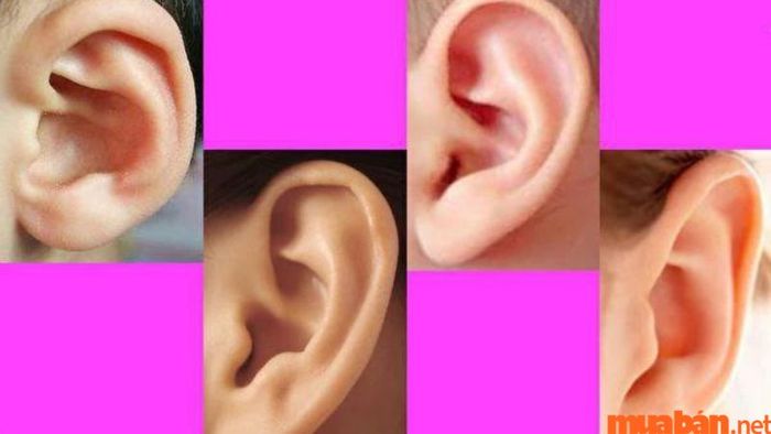 Tướng tai xấu ảnh hưởng đến nhân tướng học