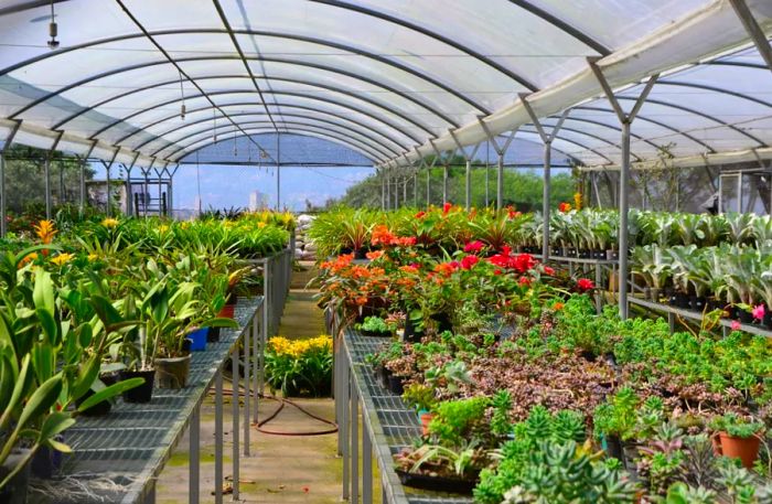 At the top of El Morro, a large greenhouse produces flowers that are sold at fairs throughout the city.