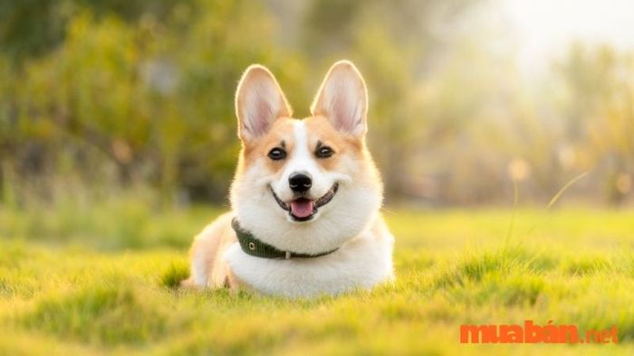 Tuổi Tuất trong năm 2027