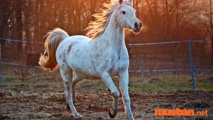 Năm 2027, người tuổi Ngọ sẽ trải qua một năm ổn định, không có sự thay đổi lớn trong công việc hay cuộc sống.