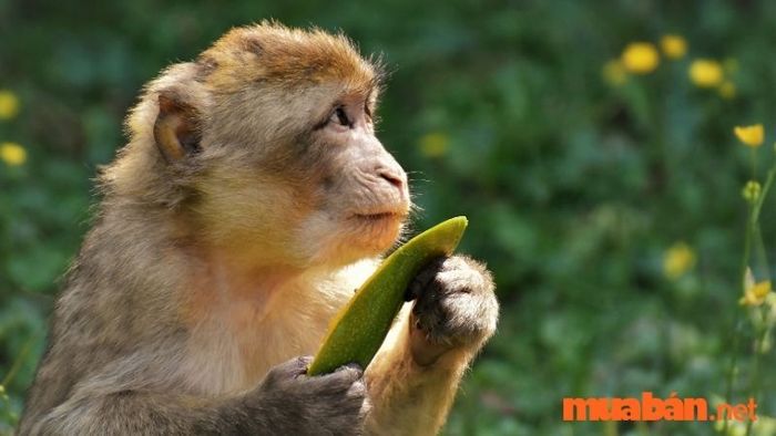 Năm 2027 sẽ là một năm suôn sẻ đối với người tuổi Thân, không có quá nhiều biến động mà chủ yếu là sự ổn định và hạnh phúc.