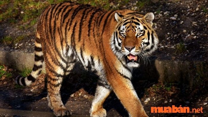 Năm 2027, người tuổi Dần sẽ có nhiều cơ hội thăng tiến trong công việc và sự nghiệp.