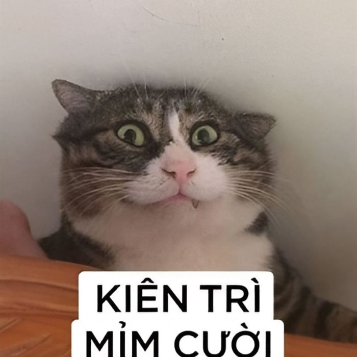 Hình ảnh meme mèo cười vô tri, biểu cảm ngớ ngẩn đáng yêu