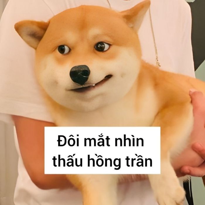 Meme chó cười vui vẻ, đáng yêu