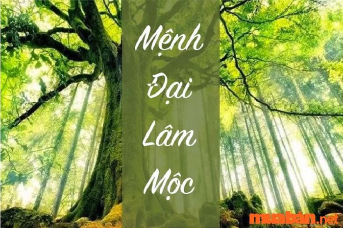 Đại Lâm Mộc, cây gỗ lớn, không phù hợp với Phúc Đăng Hỏa vì không thể hỗ trợ ngọn lửa đèn dầu