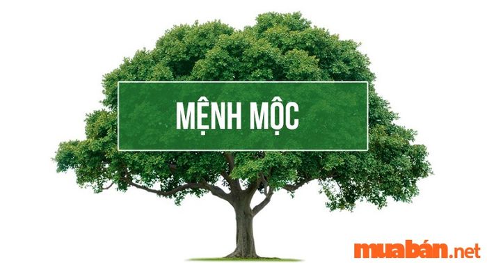 Mệnh Mộc mang lại vận may cho Phúc Đăng Hỏa