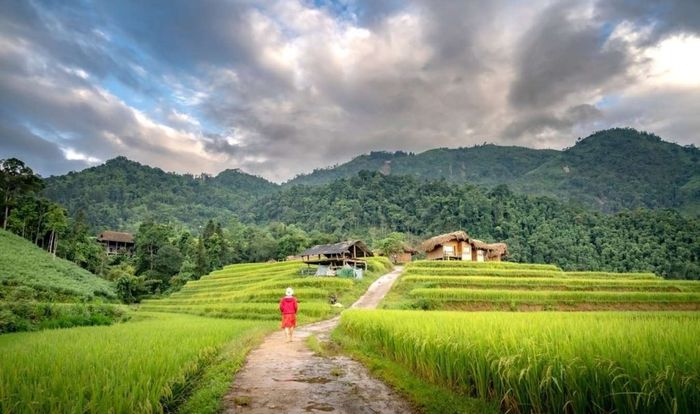 Mùa lúa chín ở Hà Giang