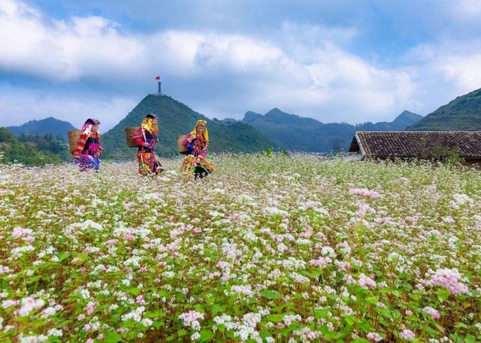 Hoa tam giác mạch tại Hà Giang