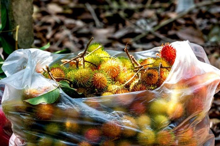 Vườn trái cây Bến Tre