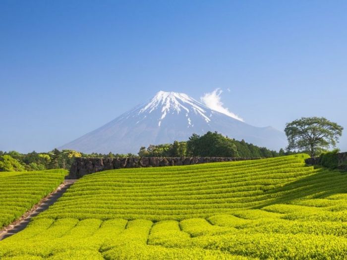 Kinh nghiệm du lịch Shizuoka: Top 10 điểm đến không thể bỏ lỡ 8
