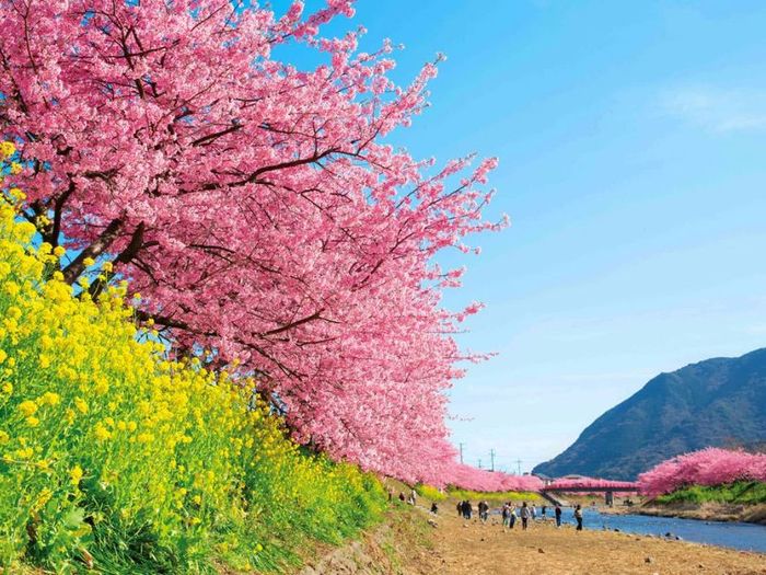Kinh nghiệm du lịch Shizuoka: Top 10 điểm đến không thể bỏ lỡ 9