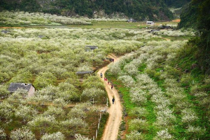 Thung lũng hoa mận Nà Ka