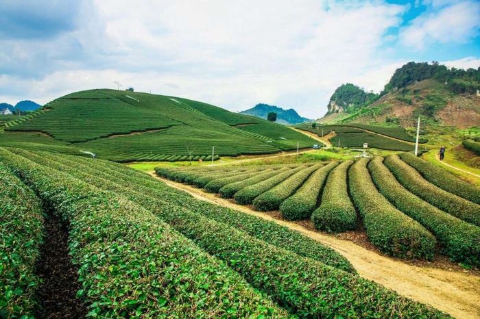Đồi chè ở Mộc Châu là một trong những điểm đến hấp dẫn, nơi bạn có thể chiêm ngưỡng những đồi chè xanh mướt trải dài.