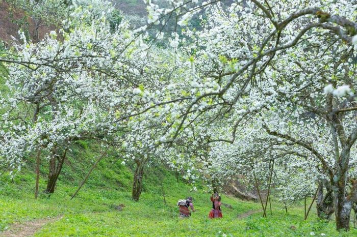 Thung lũng mận Nà Ka vào mùa xuân, nơi những cây mận trắng rực rỡ khoe sắc, sẽ là điểm đến lý tưởng cho những ai yêu thích vẻ đẹp tự nhiên của Mộc Châu.
