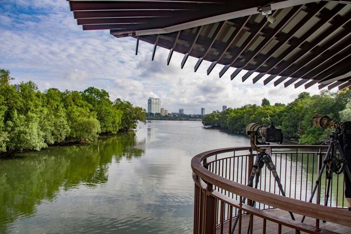 Quang cảnh nhìn từ khu bảo tồn đầm lầy Sungei Buloh Wetland Reserve về phía thành phố Singapore