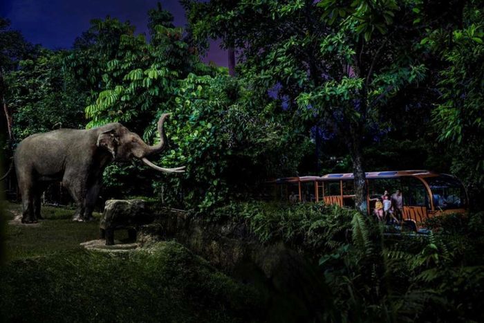 Đến tham quan Night Safari vào ban đêm, du khách sẽ có cơ hội khám phá một thế giới hoang dã rất đặc biệt, khi mà những loài động vật sống về đêm bắt đầu hoạt động.