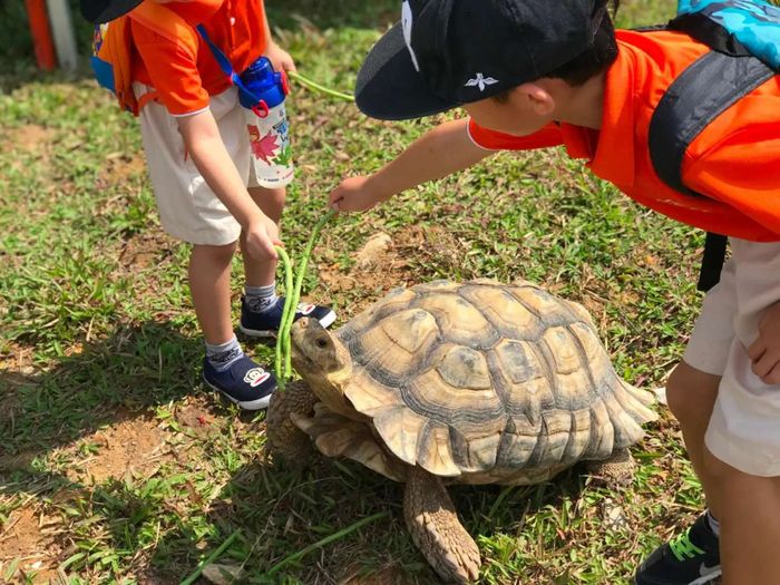 Trẻ em cho rùa ăn tại Bảo tàng Rùa sống Singapore