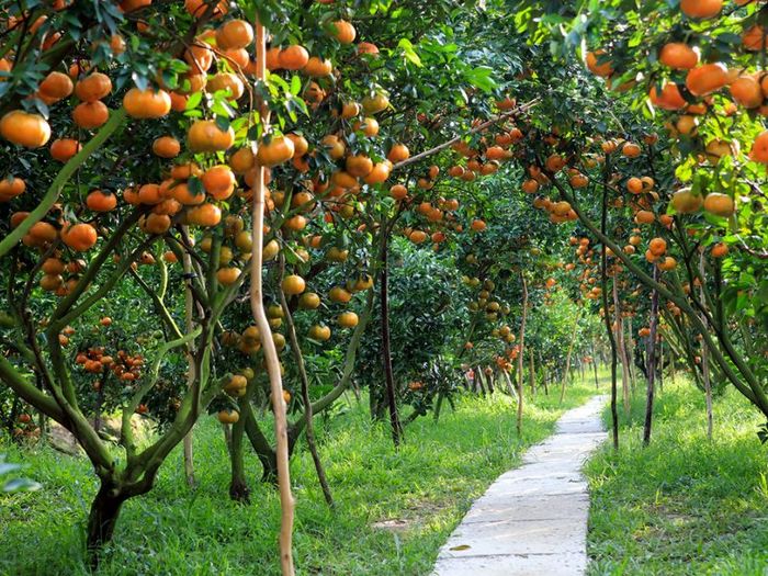 Vườn quýt hồng Lai Vung: Khám phá hương vị ngọt ngào từ chính vườn quýt