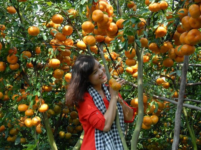 Vườn quýt hồng Lai Vung: Trải nghiệm hương vị ngọt ngào ngay tại chỗ