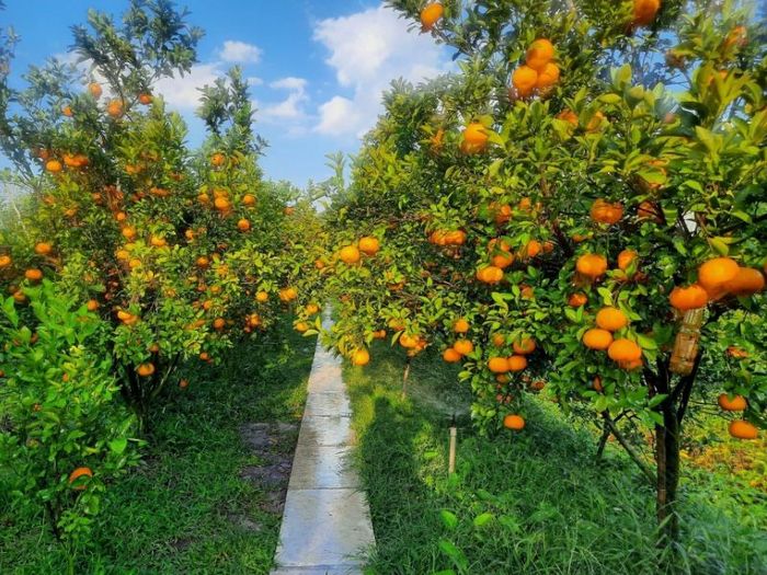 Vườn quýt hồng Lai Vung: Trải nghiệm hương vị ngọt ngào ngay tại vườn