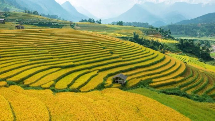 ruộng bậc thang đẹp nhất việt nam - Sapa