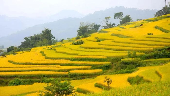 ruộng bậc thang đẹp nhất việt nam - Hồng Thái, Tuyên Quang