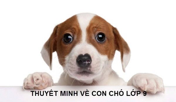 Hình ảnh minh họa (Nguồn: Internet) hình 1